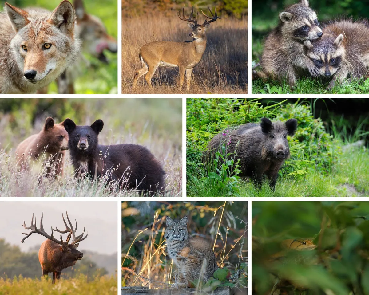 A vibrant collage of local wildlife—coyote, deer, raccoon, black bear, wild boar, elk, bobcat, and a small frog—seen in their natural lakeside environment. The image embodies the thrill of unexpected wildlife encounters and the closeness to nature.